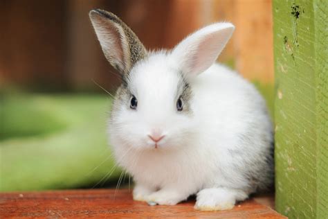 5,077 HD Rabbit Pictures free to download. We handpicked more than 5,000 cute rabbit pictures that will melt your heart. HD to 4K quality, all for free! Download cute rabbit pictures for free from our handpicked collection Many photos to choose from HD to 4K quality No attribution required! 
